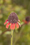 Grassleaf coneflower